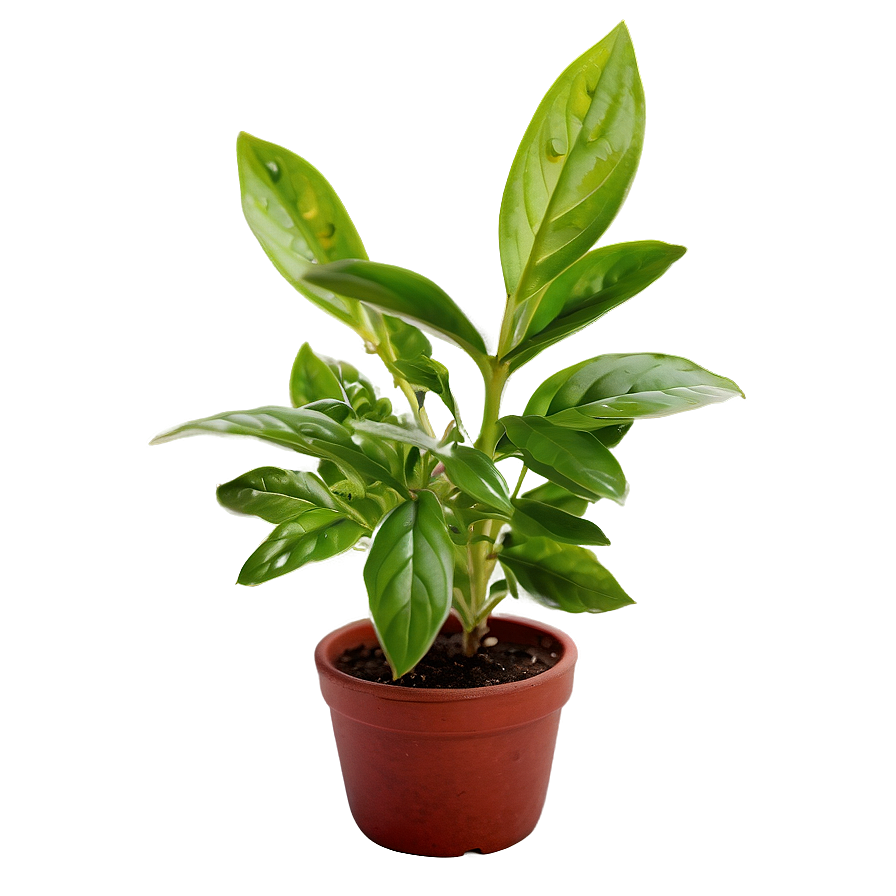 Small Herb Plant Png 9 PNG Image