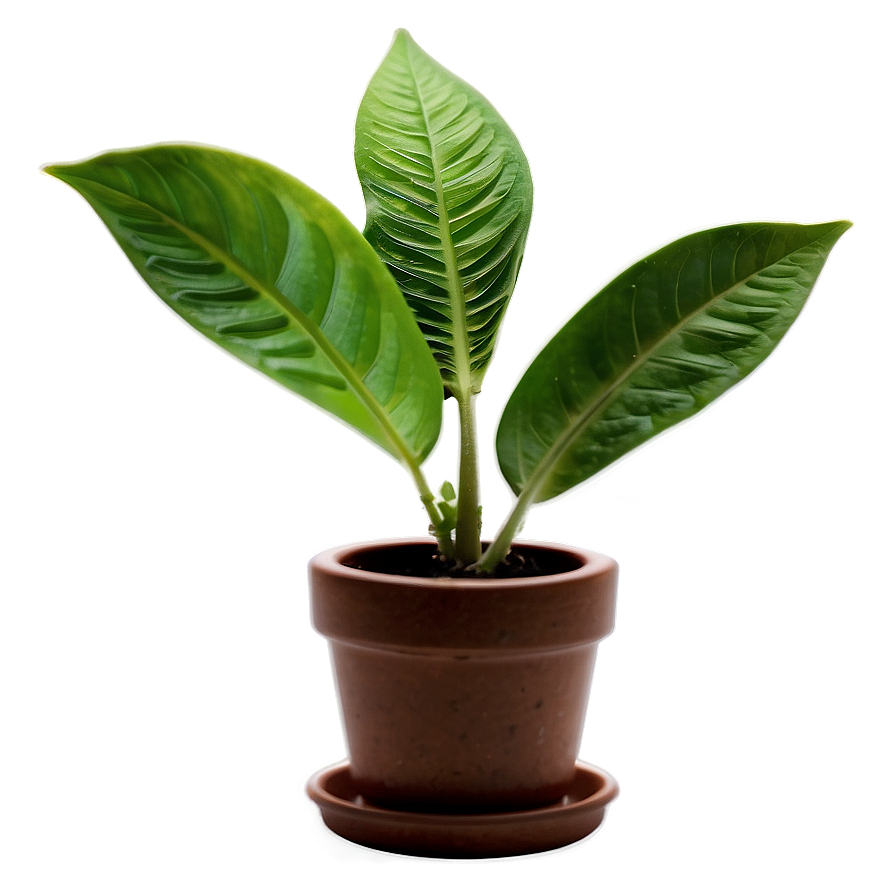 Small Plant C PNG Image