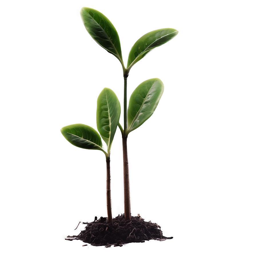 Small Plant Closeup Png 22 PNG Image