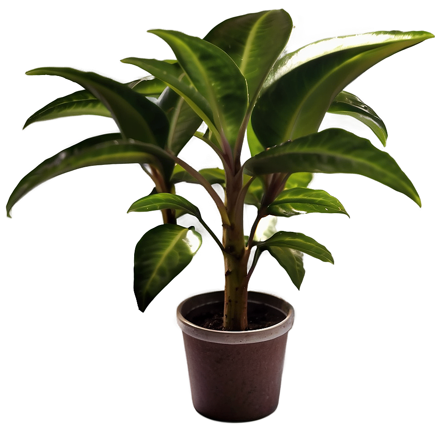 Small Plant Closeup Png 61 PNG Image