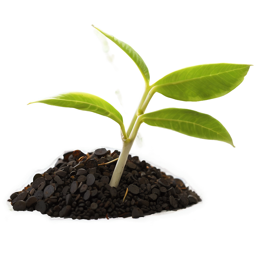 Small Plant Closeup Png Cxc PNG Image