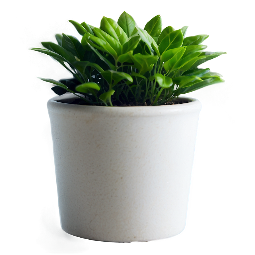 Small Plant In Bright Light Png Xli PNG Image