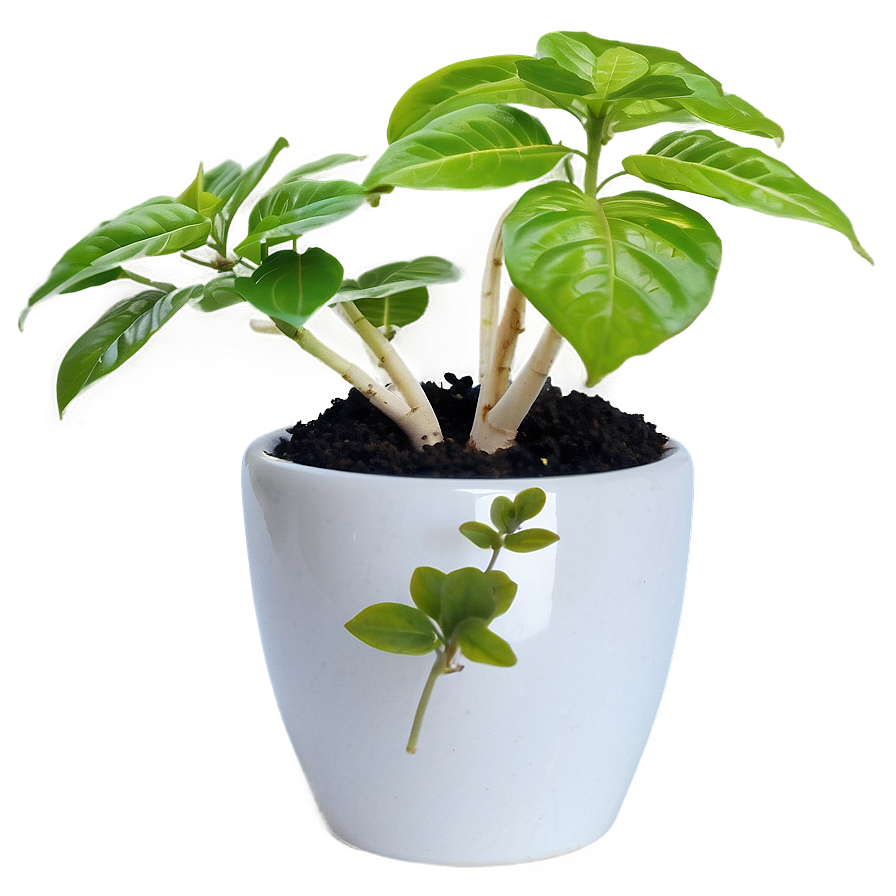 Small Plant In Kitchen Png Fkk46 PNG Image