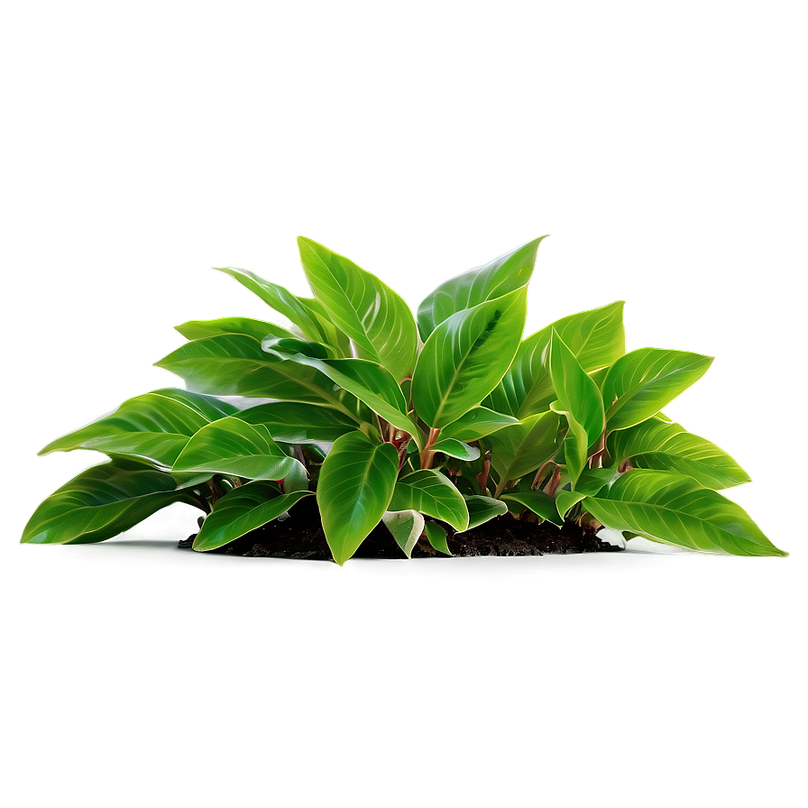 Small Plant With Long Leaves Png Lpi PNG Image