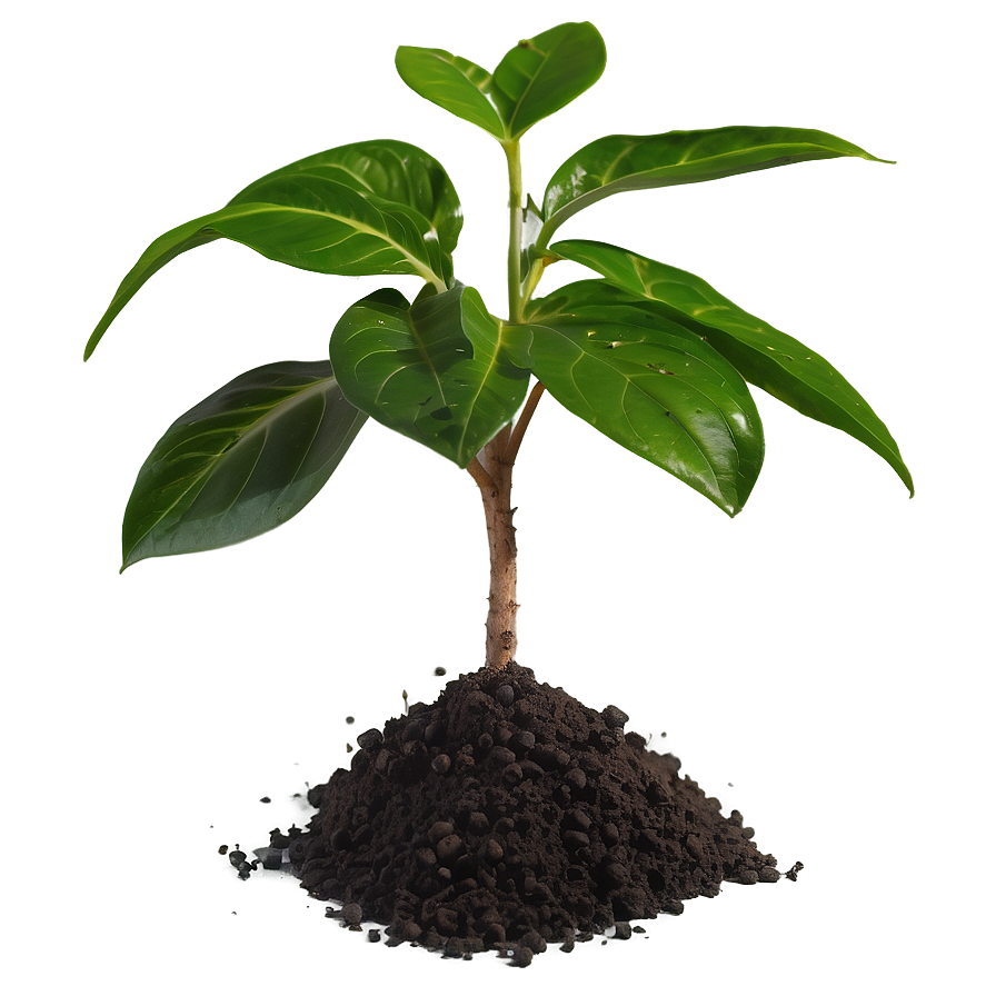 Small Plant With Soil Png 06132024 PNG Image