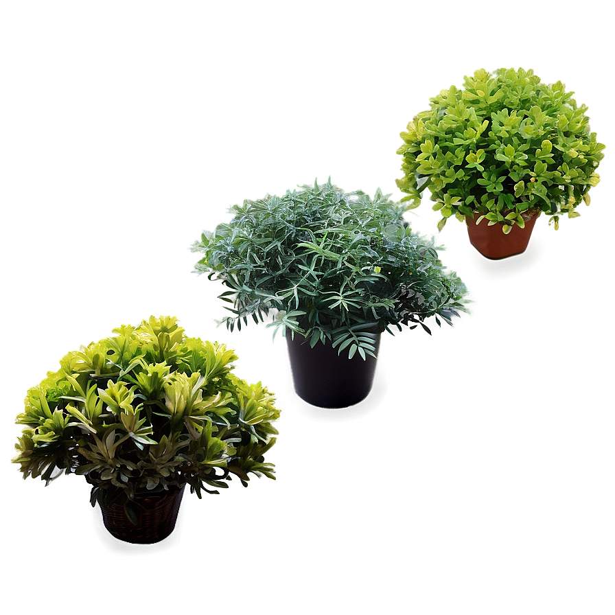 Small Shrubs Png Bnp12 PNG Image