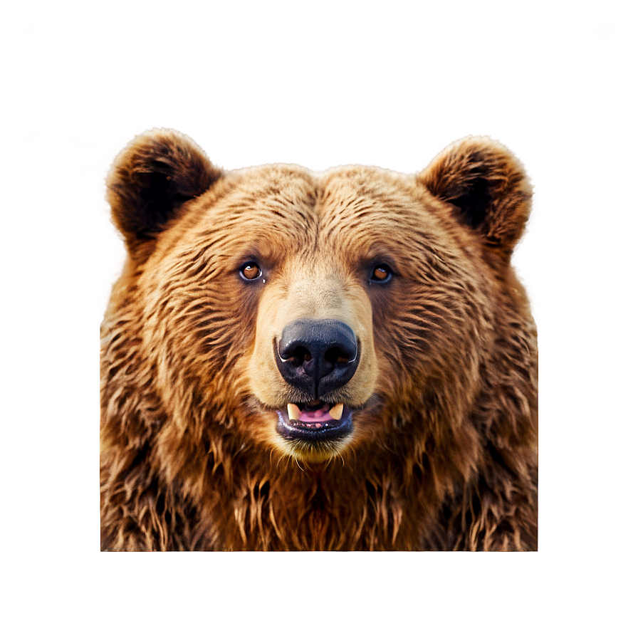 Smiling Bear Face Png 20 PNG Image