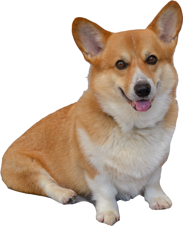 Smiling Corgi Portrait PNG Image