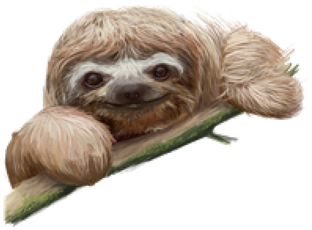 Smiling Sloth On Branch PNG Image