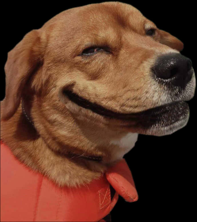 Smirking Dog Wearing Orange Vest.jpg PNG Image