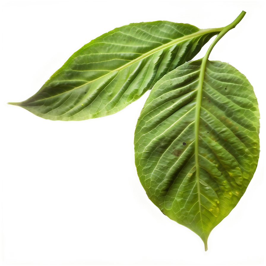 Smokey Leaves Png 05042024 PNG Image