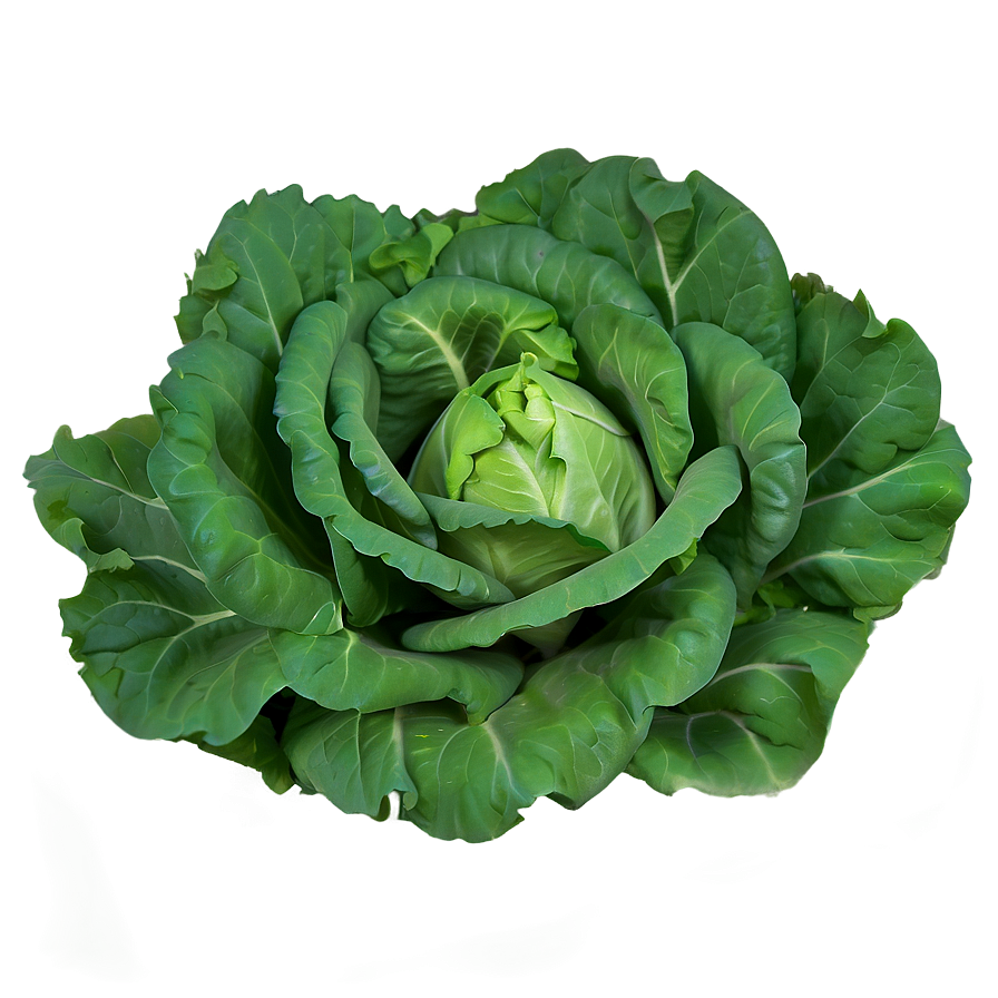 Smooth Lettuce Png 05242024 PNG Image