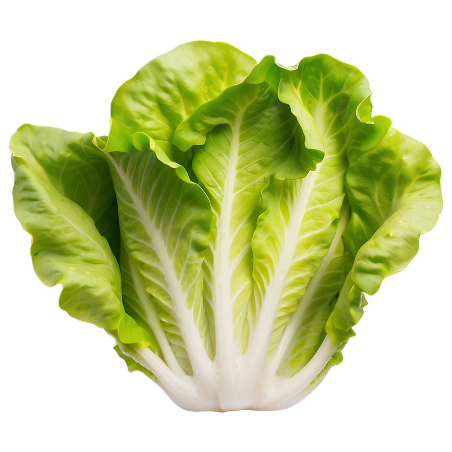 Smooth Lettuce Png 75 PNG Image