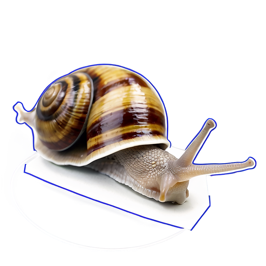 Snail Drawing Png 05232024 PNG Image