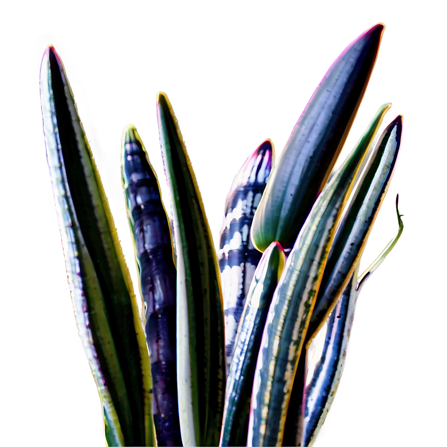 Snake Plant In Natural Light Png Lrn PNG Image