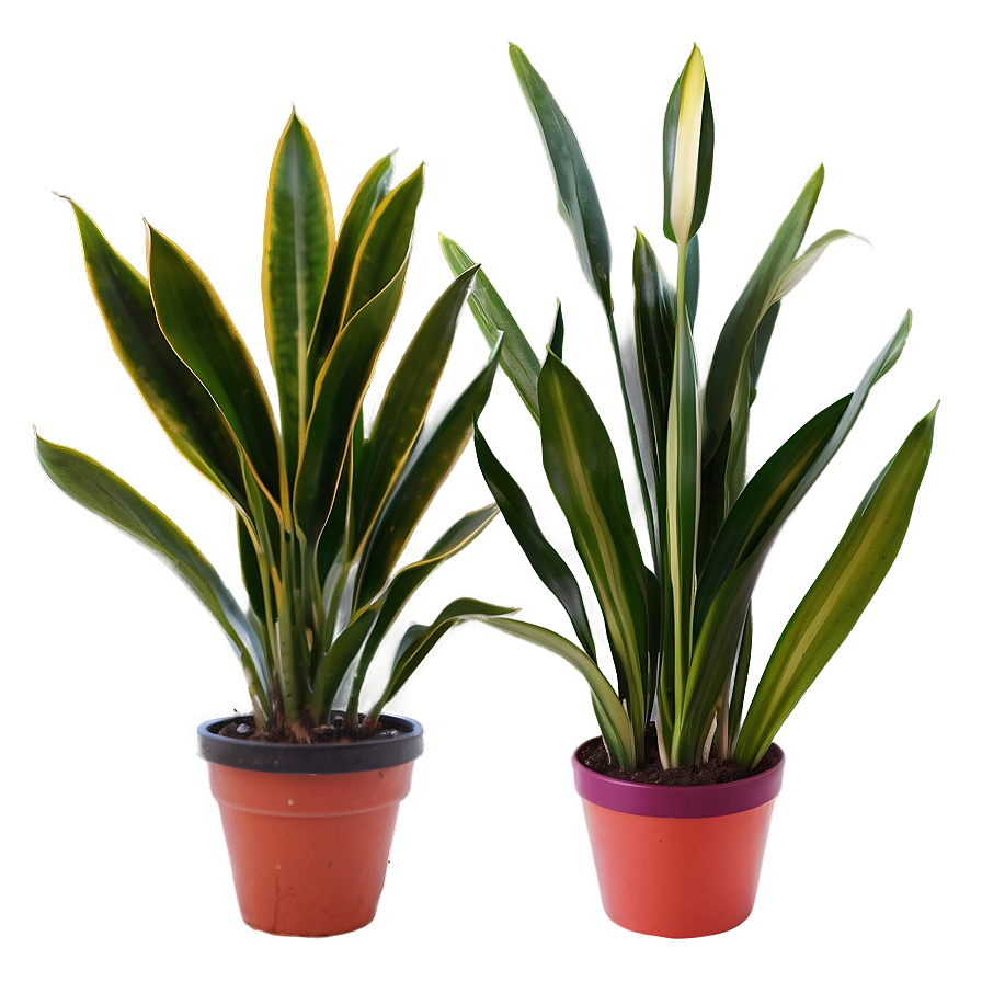 Snake Plant In Office Png Nkt PNG Image