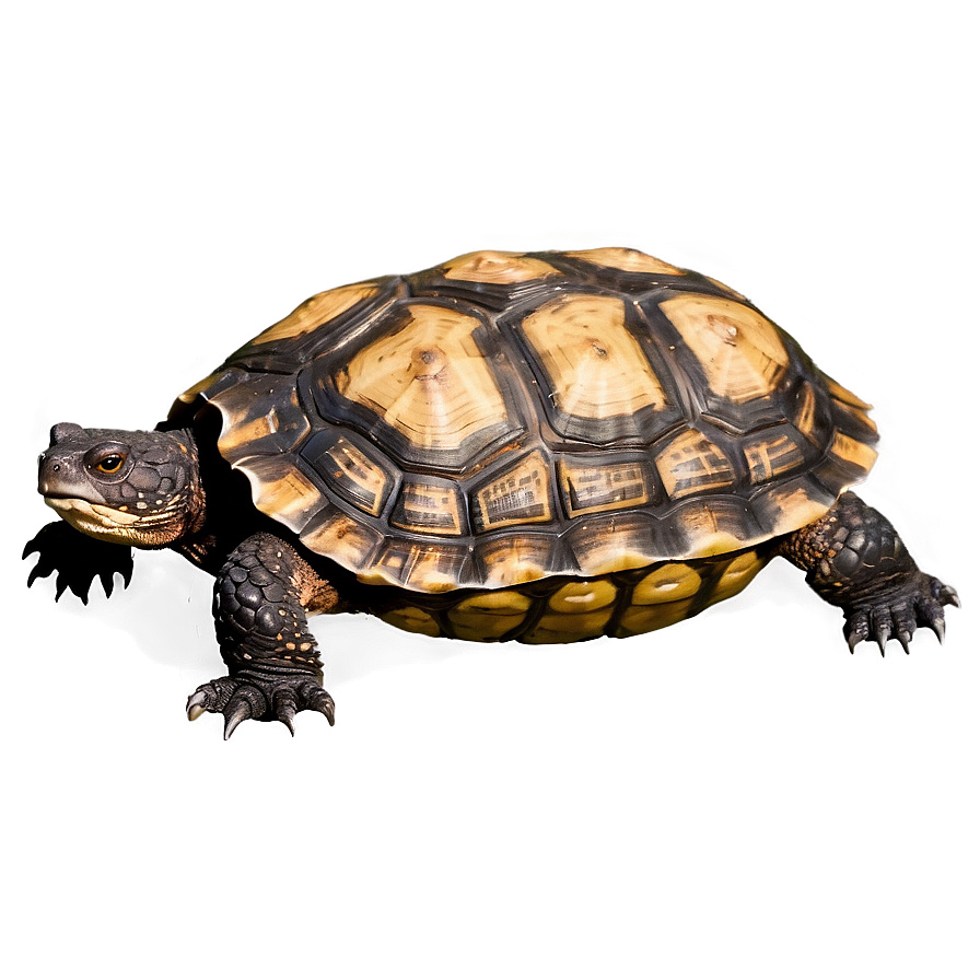 Snapping Turtle In Action Png 50 PNG Image