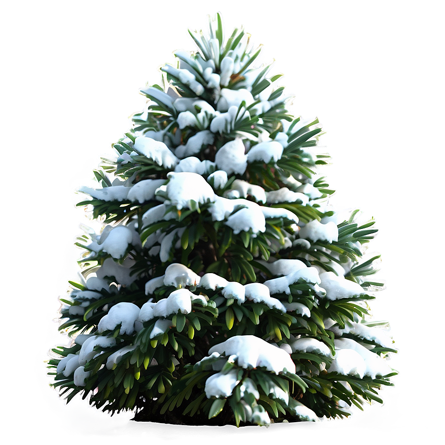 Snow-capped Bush Png 68 PNG Image