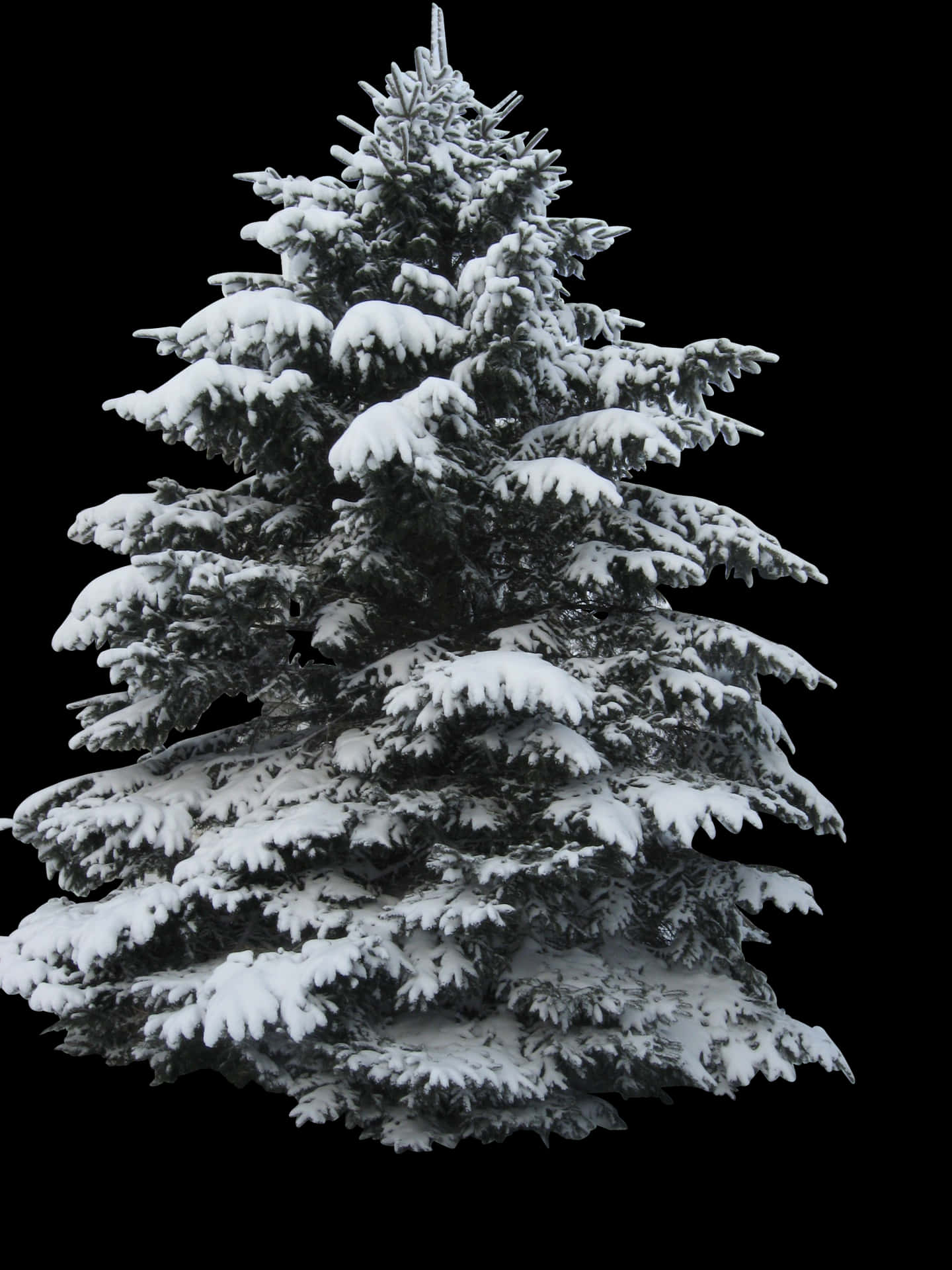 Snow Covered Christmas Tree PNG Image