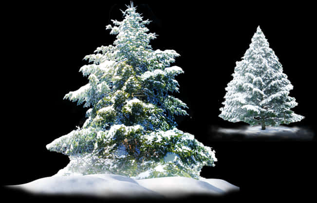 Snow Covered Pine Trees PNG Image