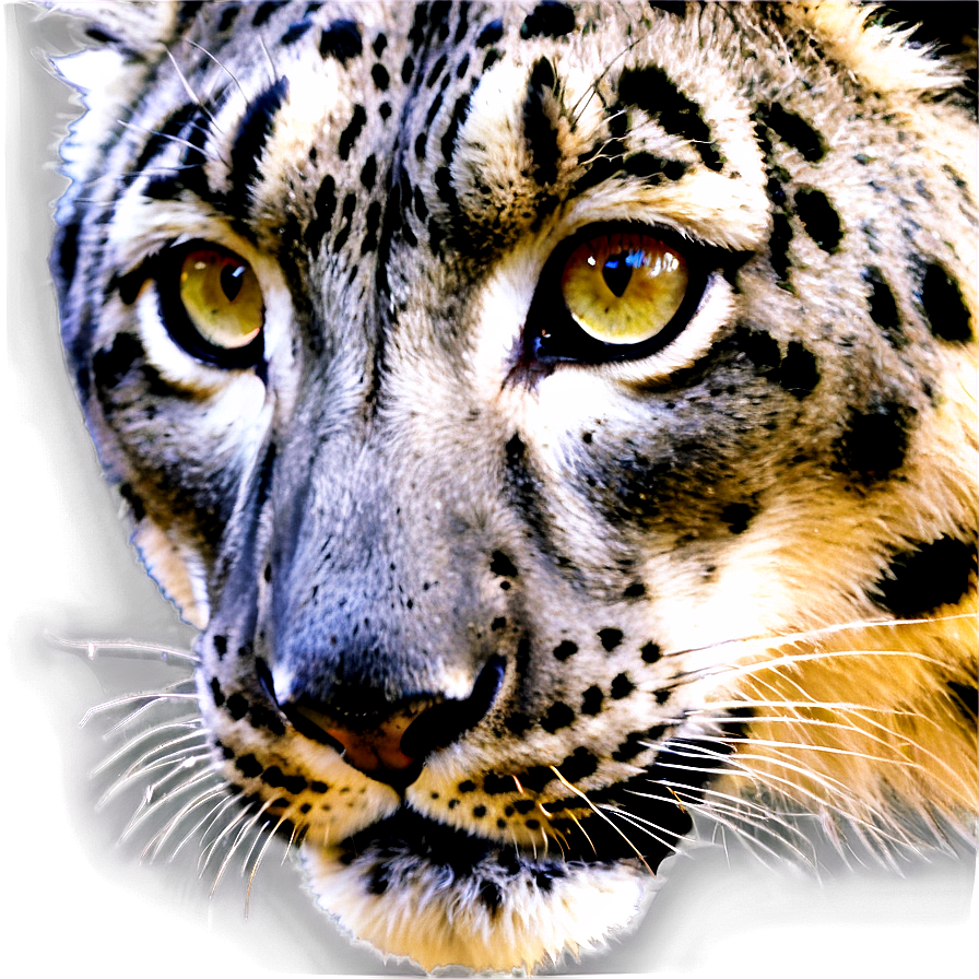 Snow Leopard Face Closeup Png Gqv PNG Image