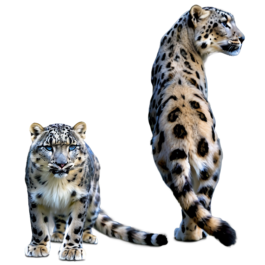 Snow Leopard Habitat Landscape Png Jxj60 PNG Image