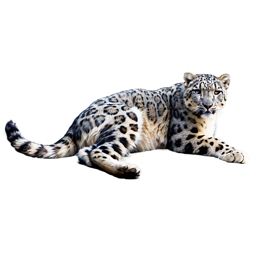 Snow Leopard In Habitat Png Mco83 PNG Image