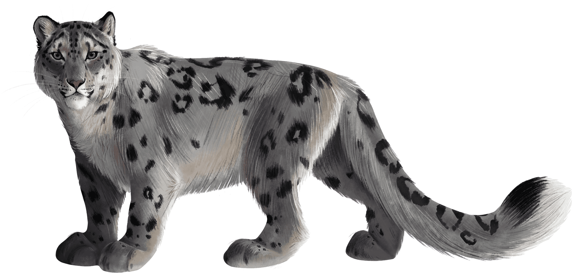 Snow Leopard Standing Transparent Background PNG Image