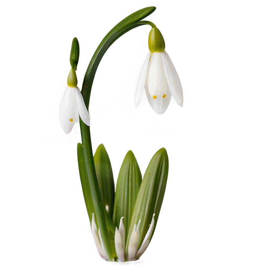 Snowdrop Flower Transparent Png 05252024 PNG Image