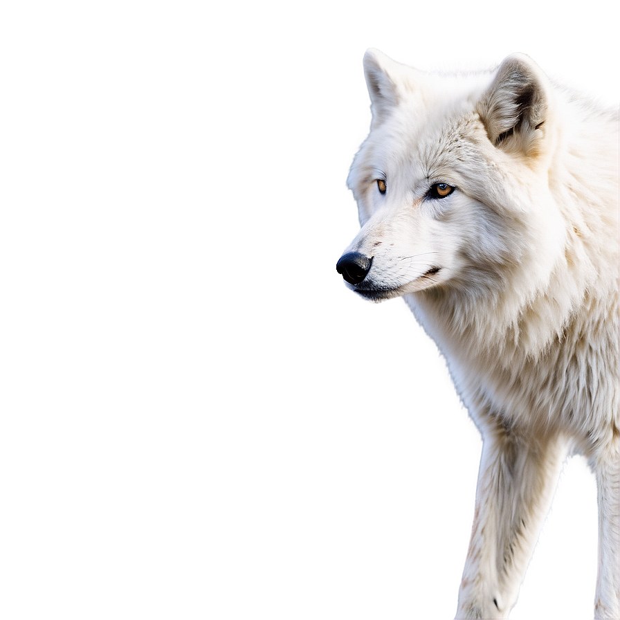 Snowy Arctic Wolf Png 35 PNG Image