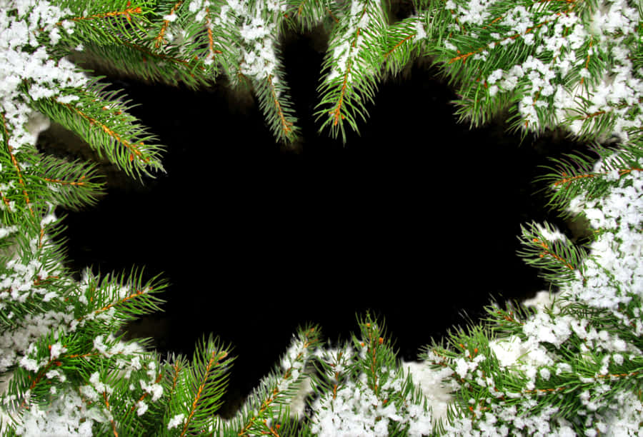 Snowy Christmas Tree Branch Frame PNG Image