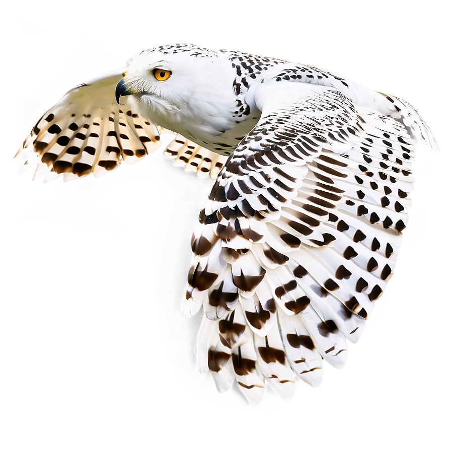 Snowy Owl In Flight Png Cyl72 PNG Image