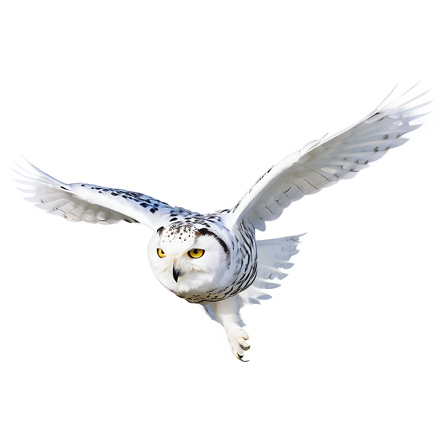 Snowy Owl In Flight Png Rss92 PNG Image