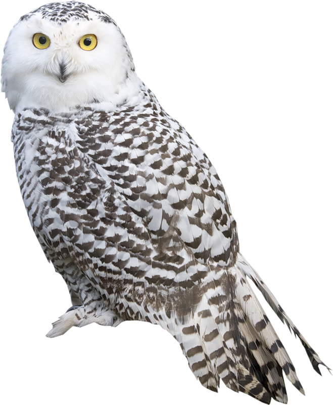 Snowy Owl Portrait Isolated PNG Image