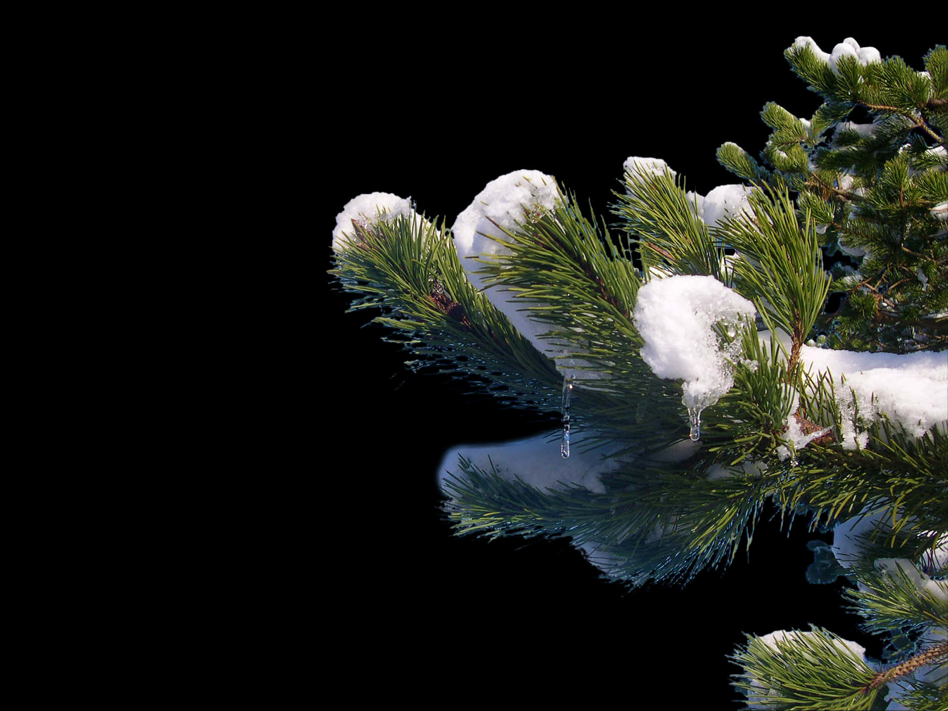 Snowy Pine Brancheswith Icicles PNG Image