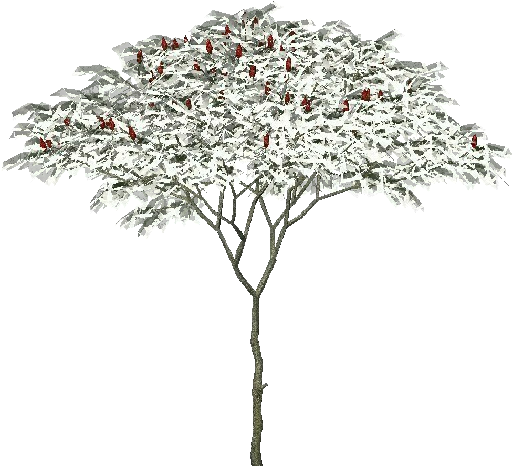 Snowy Treewith Red Berries PNG Image