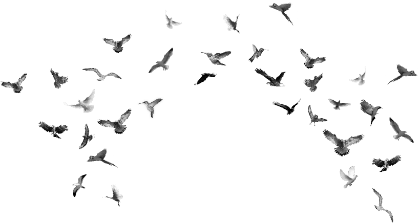 Soaring Birds Overcast Sky PNG Image