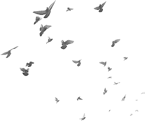 Soaring Birds Silhouettes PNG Image