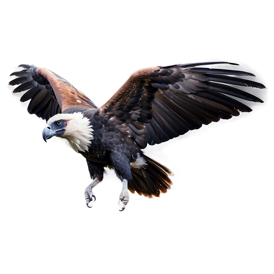 Soaring Condor Png 41 PNG Image