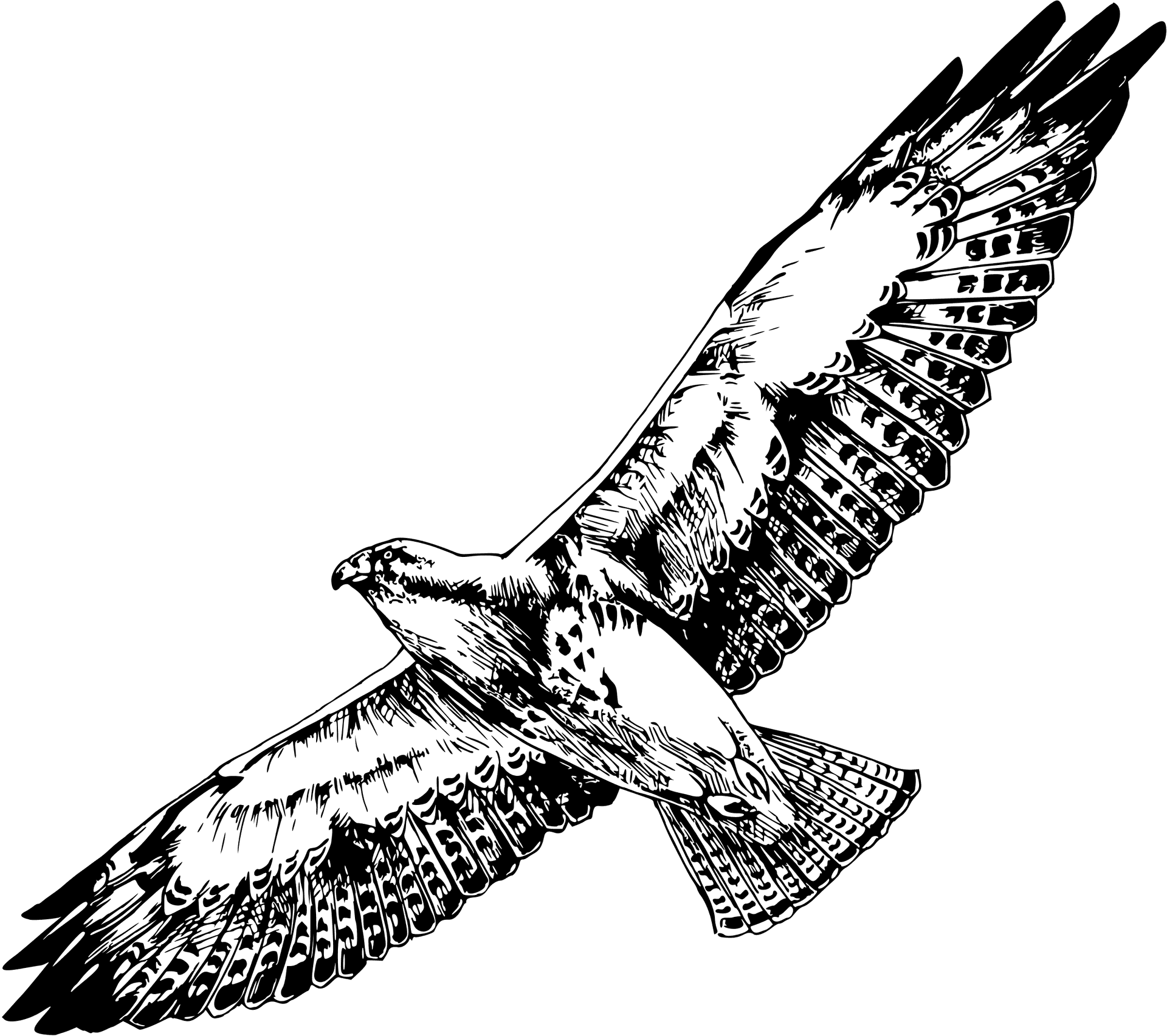 Soaring Hawk Illustration PNG Image