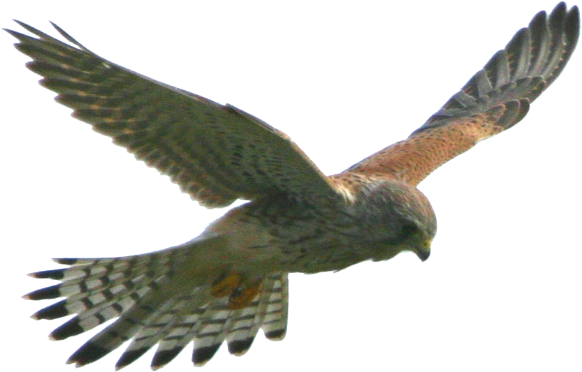 Soaring Hawkin Flight.png PNG Image