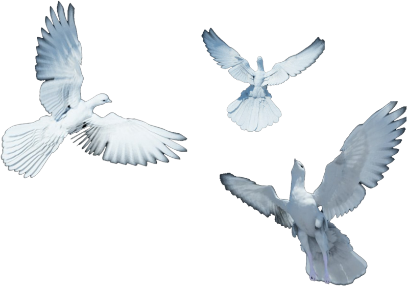 Soaring Pigeons Graceful Flight PNG Image