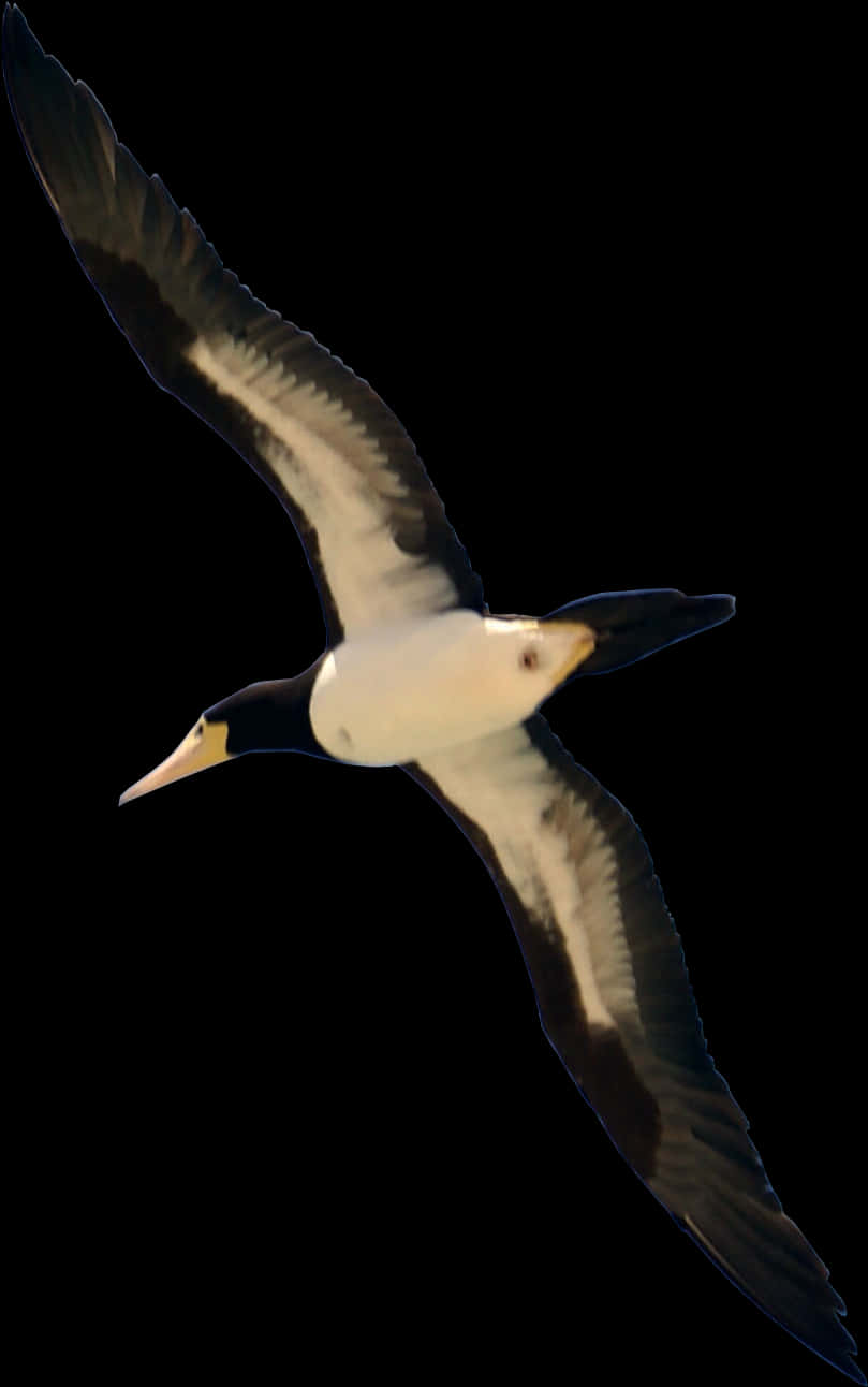 Soaring Seabirdin Flight PNG Image