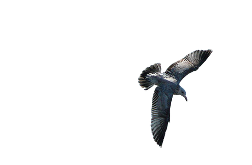 Soaring Seagull Against Dark Background.jpg PNG Image