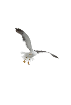 Soaring Seagull Black Background PNG Image