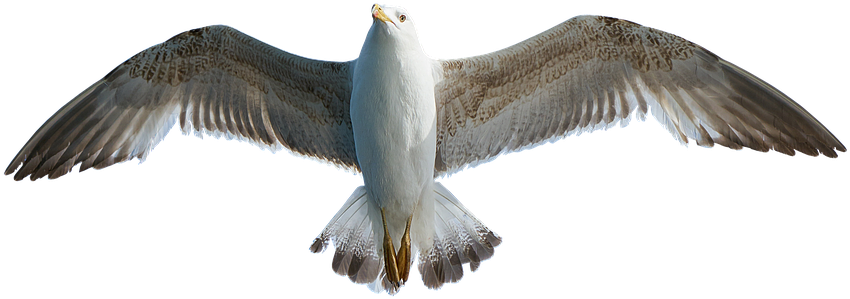 Soaring Seagull Transparent Background PNG Image