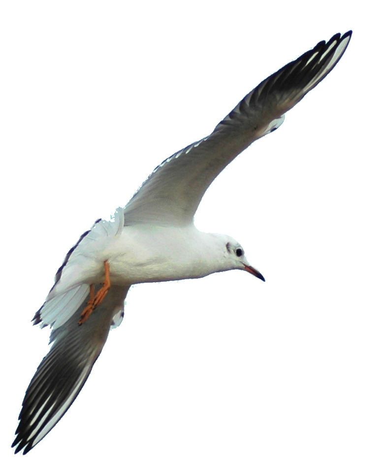 Soaring Seagull Transparent Background PNG Image