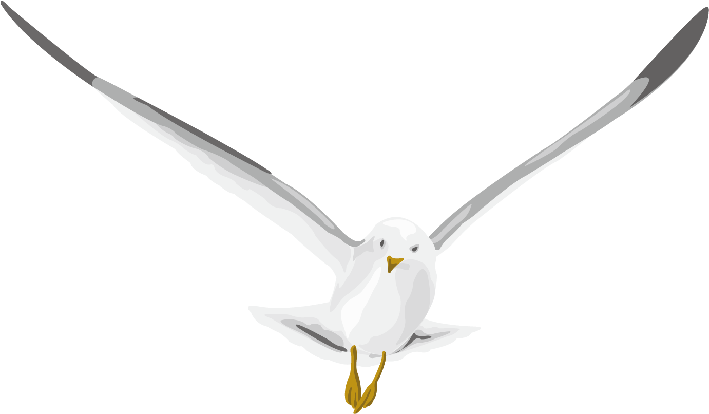 Soaring Seagull Vector Illustration PNG Image