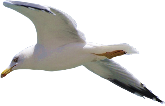 Soaring Seagullin Flight.png PNG Image