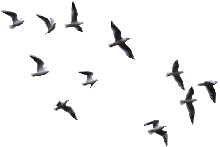 Soaring_ Seagulls_ Aerial_ View.jpg PNG Image